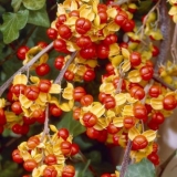 Kliješta za drveće okrugla, bičasta, metličasta